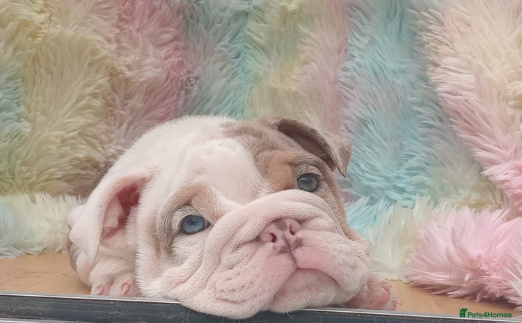 English Bulldog dogs - Advert 1