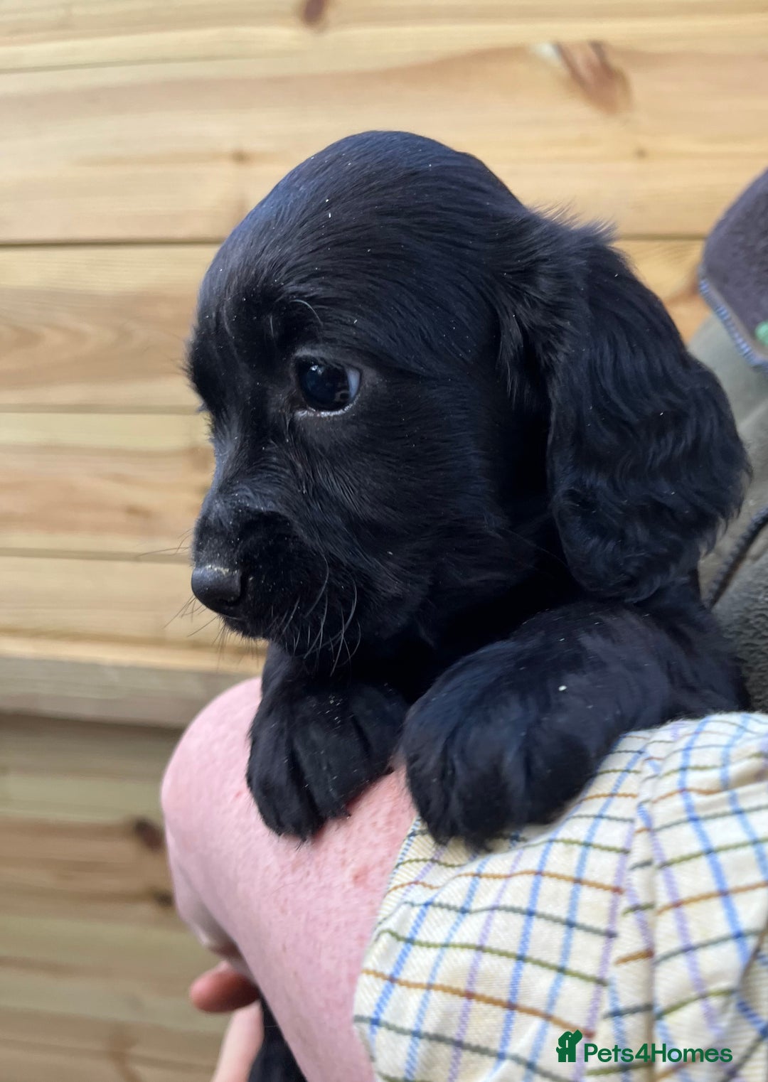 Cocker Spaniel dogs for sale: Stunning Health Tested WCS Pups - Advert 6