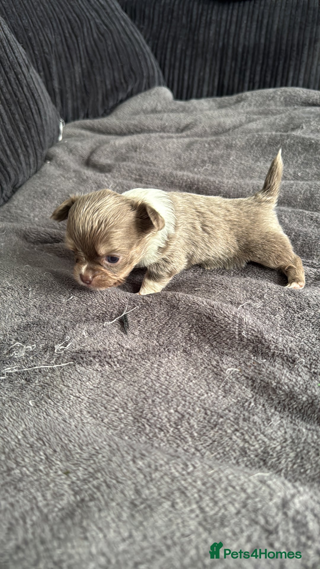 Chihuahua dogs for sale: Lilac puppies  - Image 6