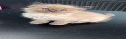 Ragdoll cats for sale: Full breed ragdoll kittens mink - Advert 26