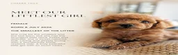 Cockapoo dogs for sale: 1 female Cockerpoo fully vaccinated  - Advert 37