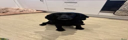 Cocker Spaniel dogs for sale: Working Cocker Spaniel Puppies  - Advert 2