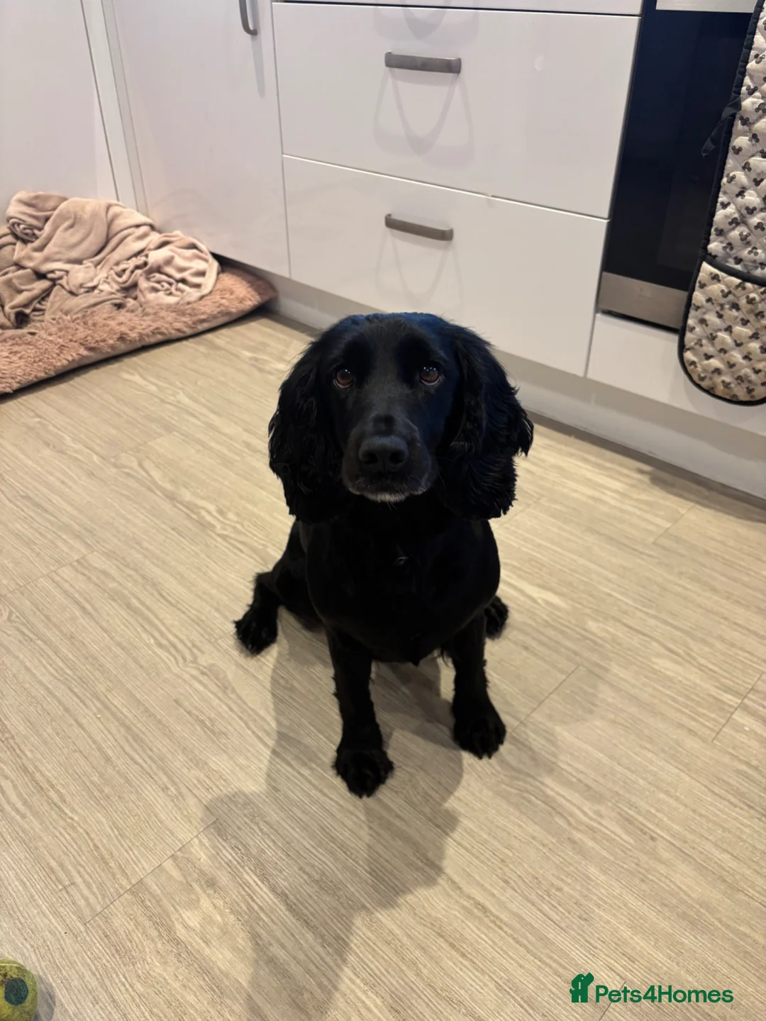 Cocker Spaniel dogs for sale: Working Cocker Spaniel Puppies  - Advert 2