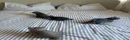 British Shorthair cats for sale: 3 Blue and 1 Lilac BSH kittens available  - Advert 11