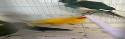 Mixed Breed birds for sale: Kakarikis  - Advert 2