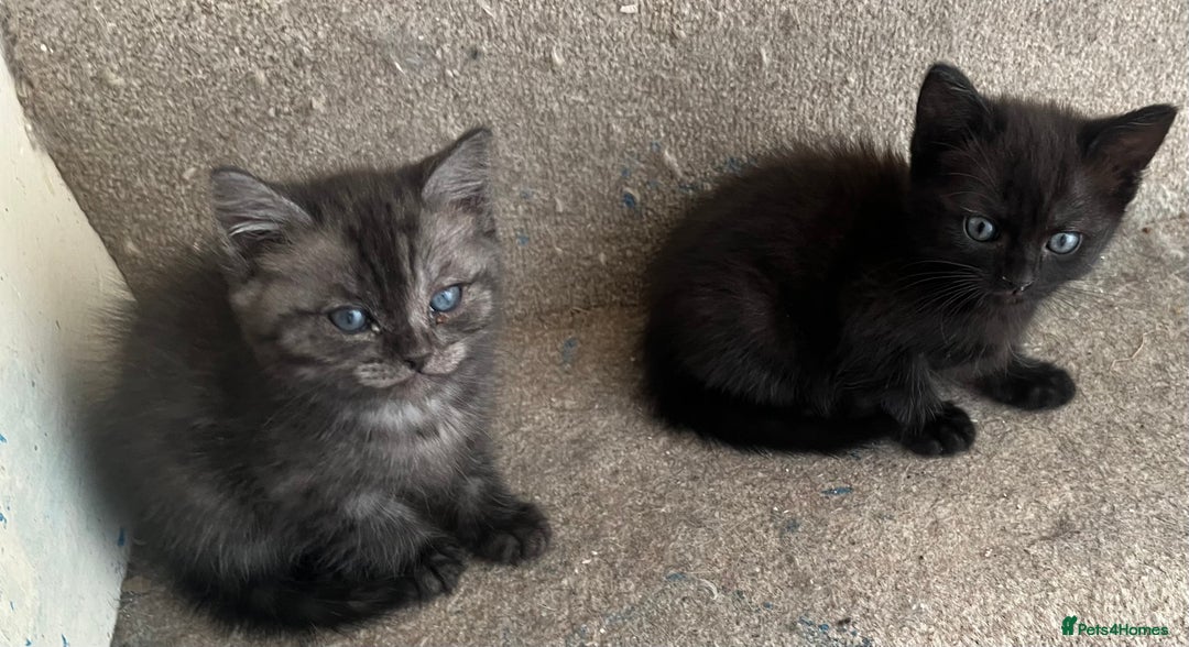 Ragdoll cats for sale: Ragdoll x tabby - Image 9