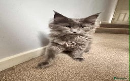 Maine Coon cats for sale: Stunning Maine Coon Kittens (Tica Registered)  in Colchester - Image 18