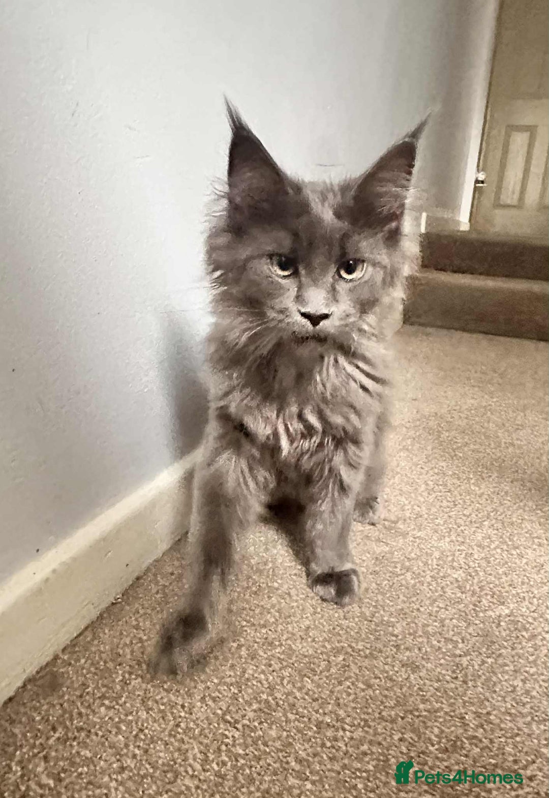 Maine Coon cats for sale: Stunning Maine Coon Kittens (Tica Registered)  in Colchester - Image 18
