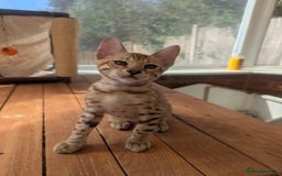 Bengal cats for sale: Bengal Kittens Purebred with Champion Lines  - Image 30