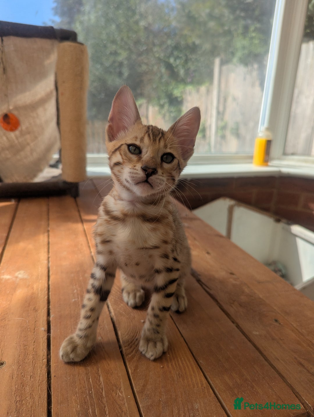 Bengal cats for sale: Bengal Kittens Purebred with Champion Lines  - Image 30