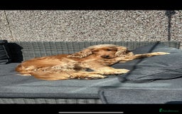 Cocker Spaniel dogs for stud: Jimmy boy - Image 2