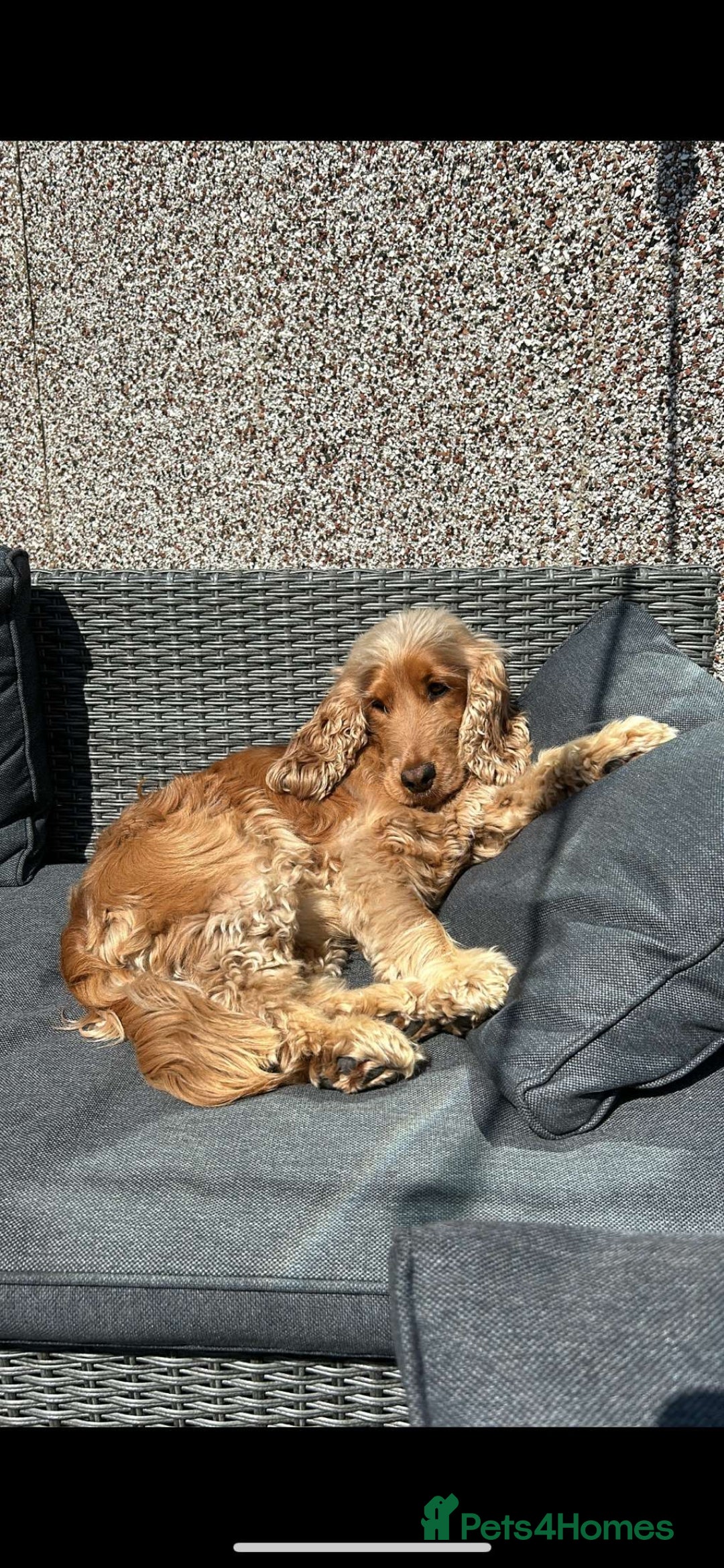 Cocker Spaniel dogs for stud: Jimmy boy - Image 2