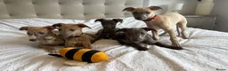 Whippet dogs for sale: Beautiful KC Registered Whippets  - Advert 20