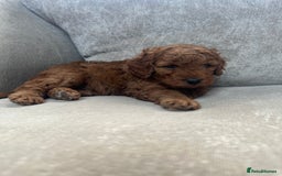 Irish Doodle dogs for sale: F2b Gorgeous Irish Doodles  - Image 5