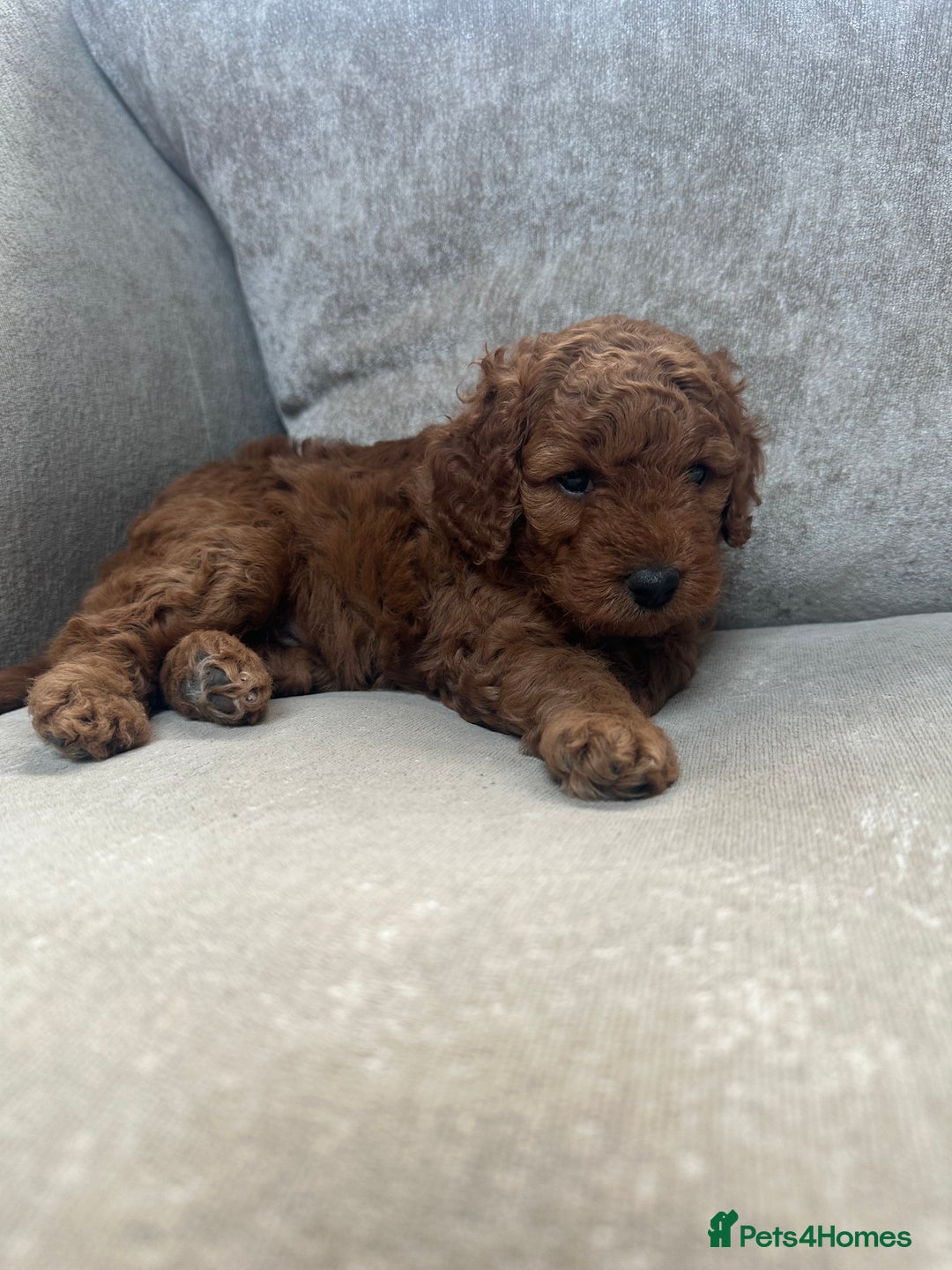 Irish Doodle dogs for sale: F2b Gorgeous Irish Doodles  - Image 5