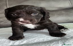 Cocker Spaniel dogs for sale:   KC Registered cocker spaniel 🐾🐾🐾🐾🐾🐾🐾🐾 - Image 12