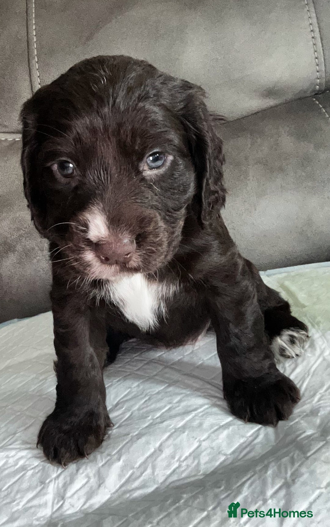Cocker Spaniel dogs for sale:   KC Registered cocker spaniel 🐾🐾🐾🐾🐾🐾🐾🐾 - Image 12