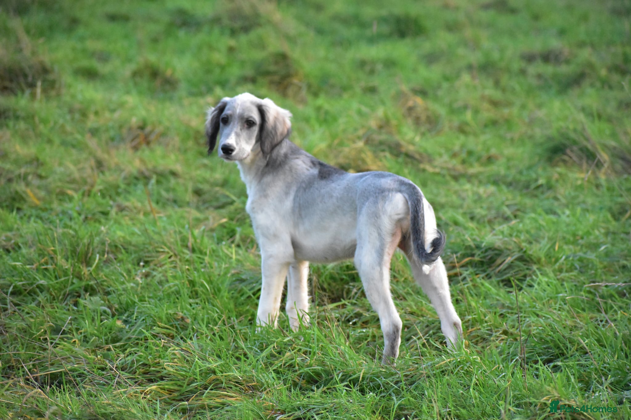 Saluki dogs ✨ Only one incredible Male left✨ Price REDUCED!!  - Advert 1