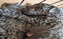 Miniature Poodle dogs for sale: Beautiful Health Tested Poodles - Advert 20