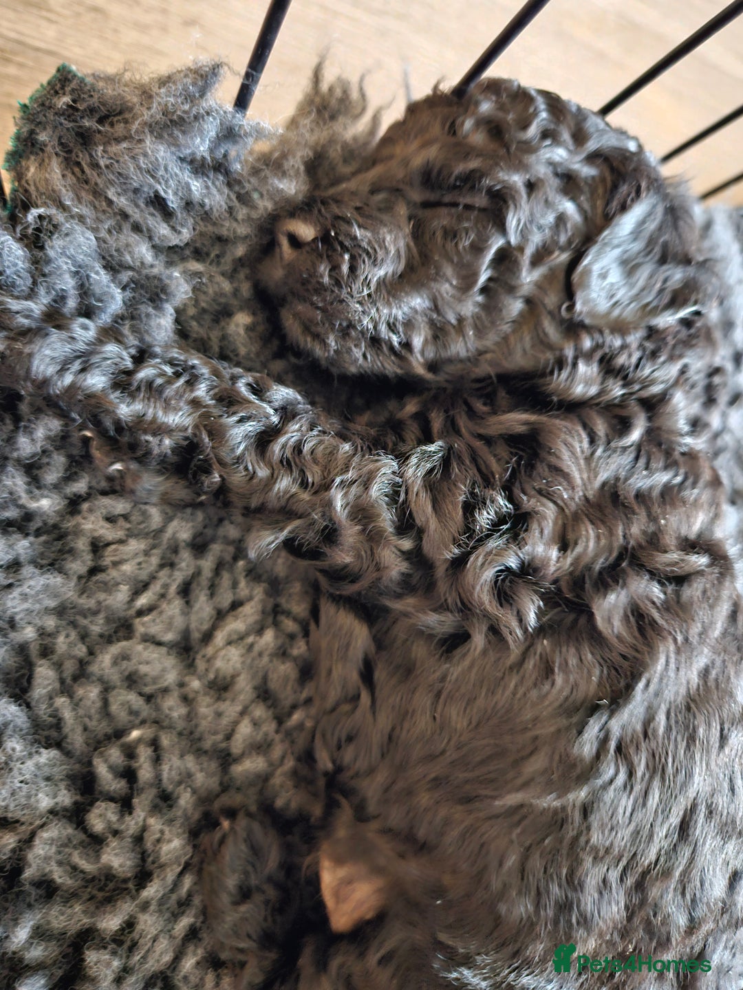 Miniature Poodle dogs for sale: Beautiful Health Tested Poodles - Advert 20