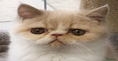 Exotic cats Hugo  - Advert 8