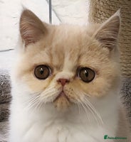 Exotic cats Hugo - Advert 8