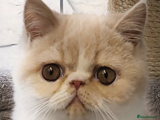 Exotic cats Hugo & Bear - Advert 1