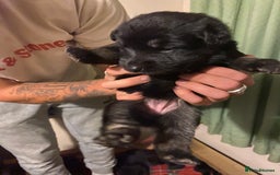 German Shepherd dogs for sale: 8 German shepherd puppies - Image 9