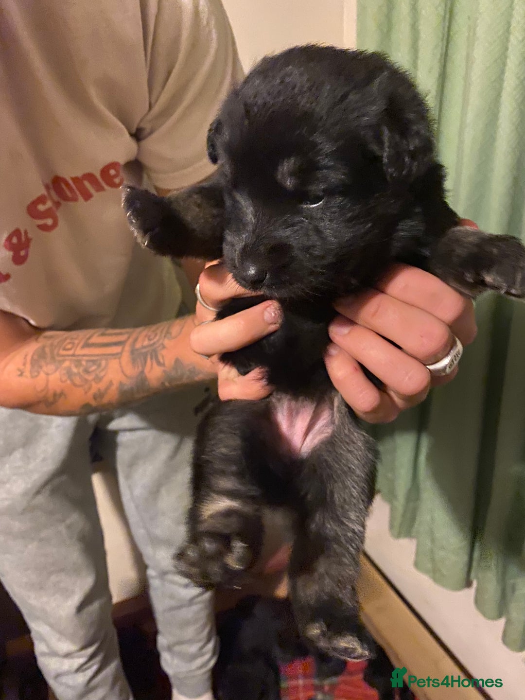 German Shepherd dogs for sale: 8 German shepherd puppies - Image 9