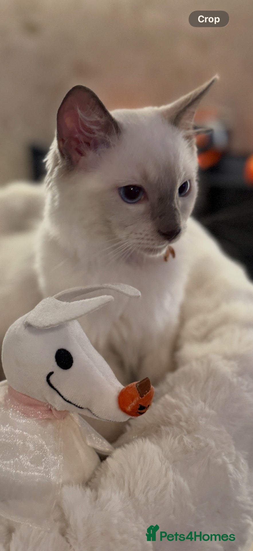 Ragdoll cats *** Last Male Blue Point Ragdoll Kittens ** - Advert 9