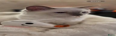 Orange collar
