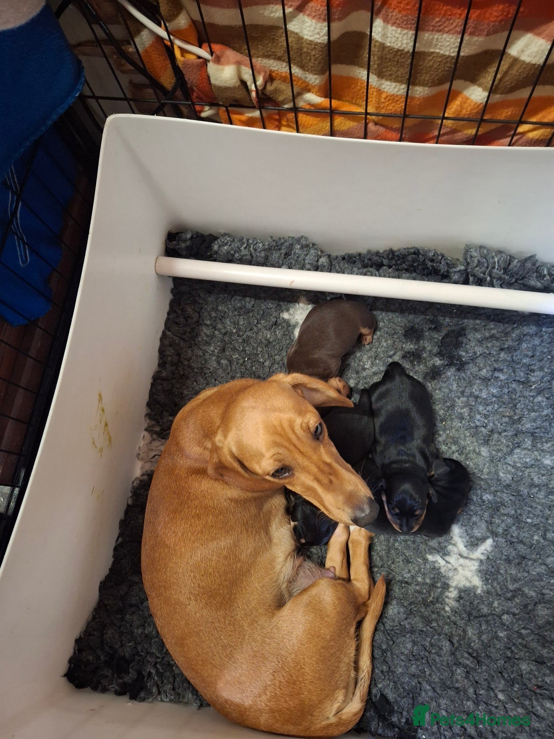 Dachshund dogs for sale: 4 exceptional smooth haired  dachshund mini pups  - Image 11
