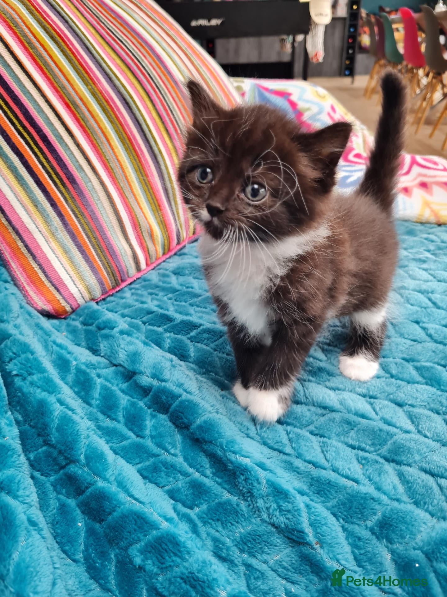 British Shorthair cats Gorgeous Domestic shorthair kittens - Advert 9