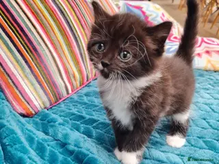 British Shorthair cats Gorgeous Domestic shorthair kittens - Advert 9