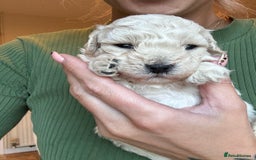 Maltipoo dogs for sale: Maltipoo - Image 11