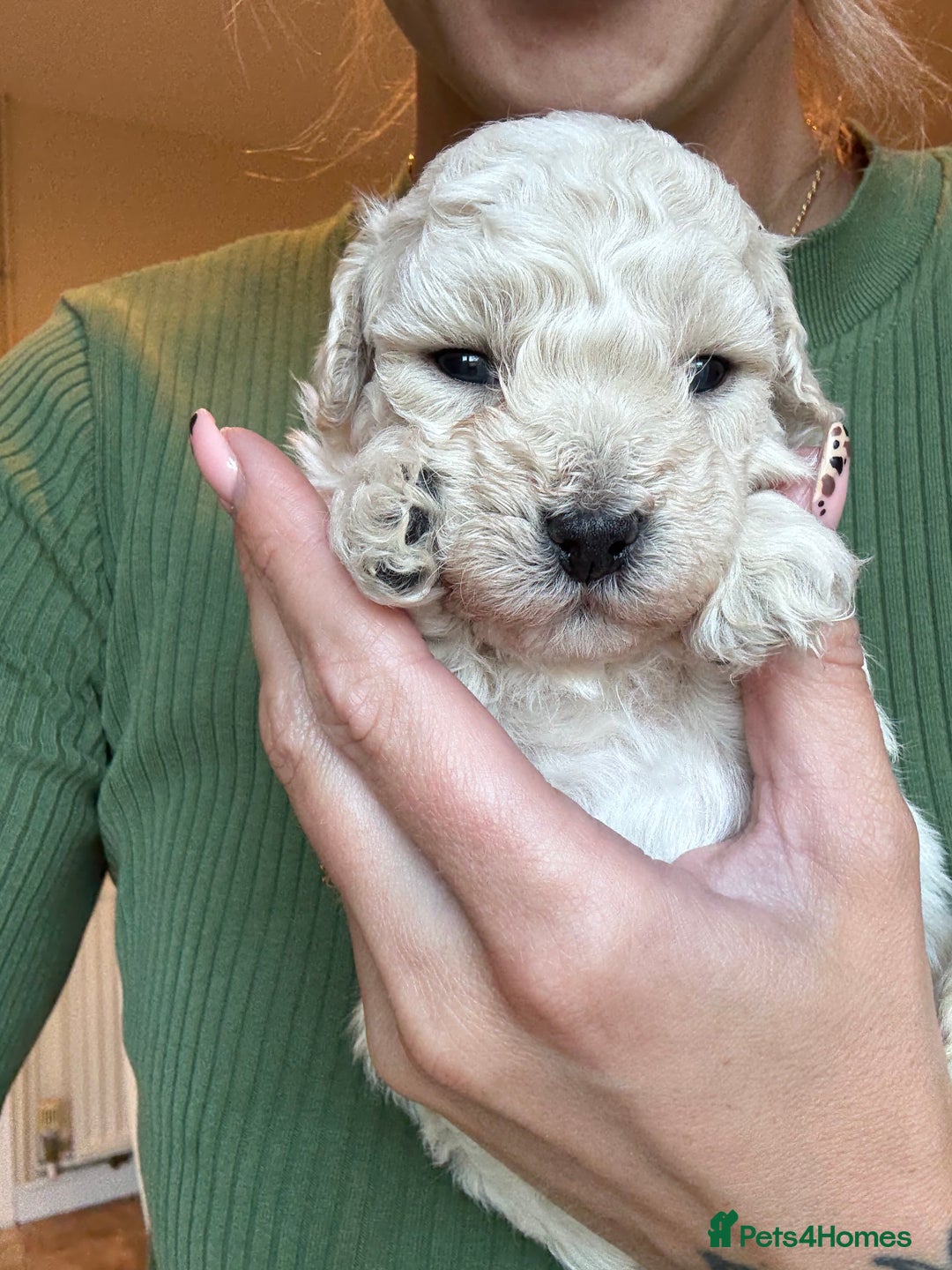 Maltipoo dogs for sale: Maltipoo - Image 11
