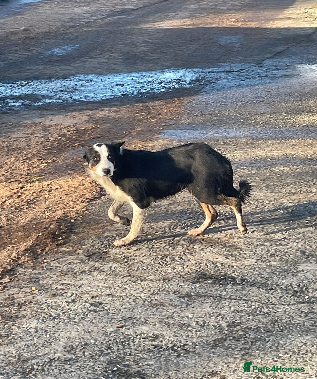 Border Collie dogs for sale: 3 Beautiful Sheepdog Puppies - Advert 3