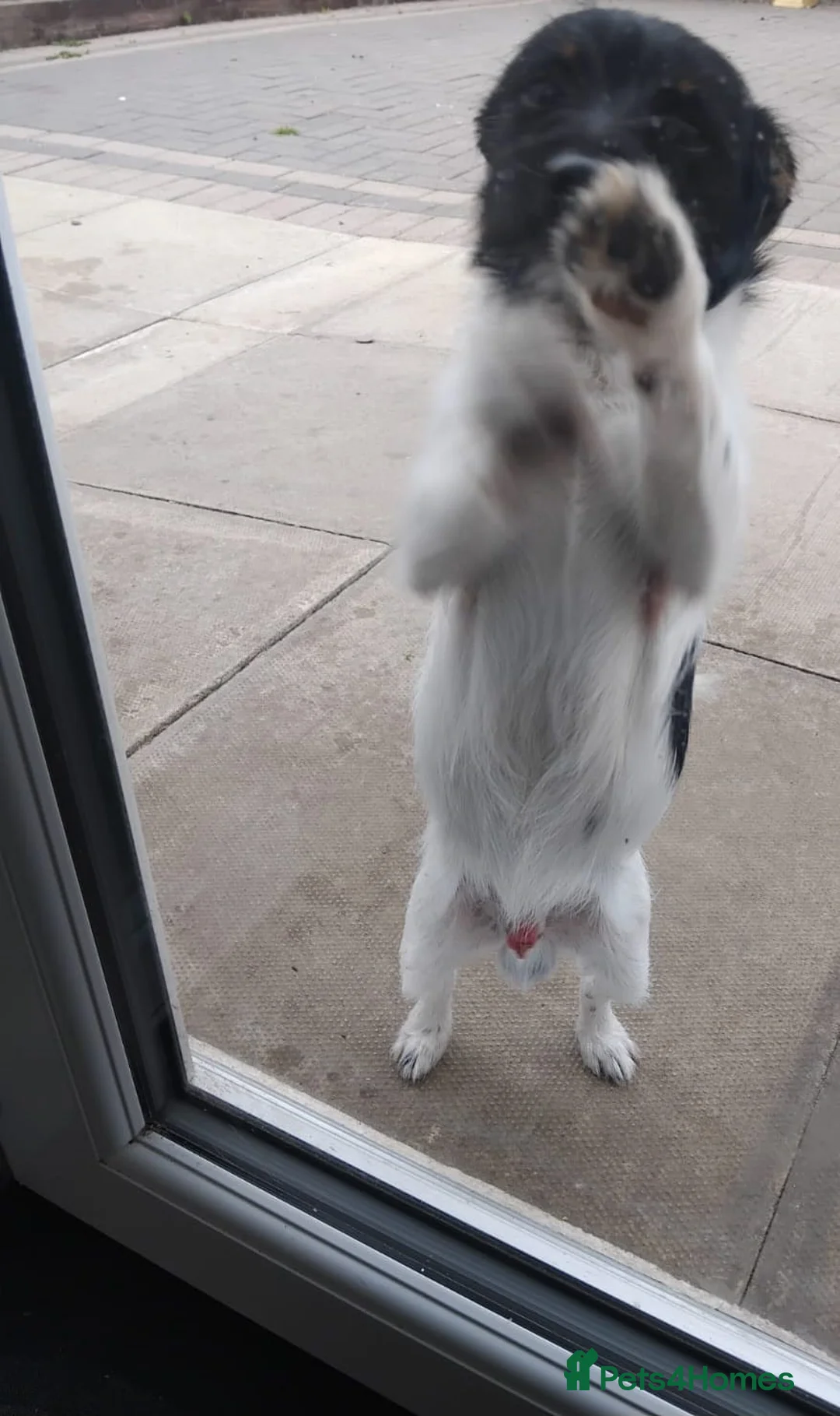 Jack Russell dogs for sale: Jackrussle in Wigan - Advert 2