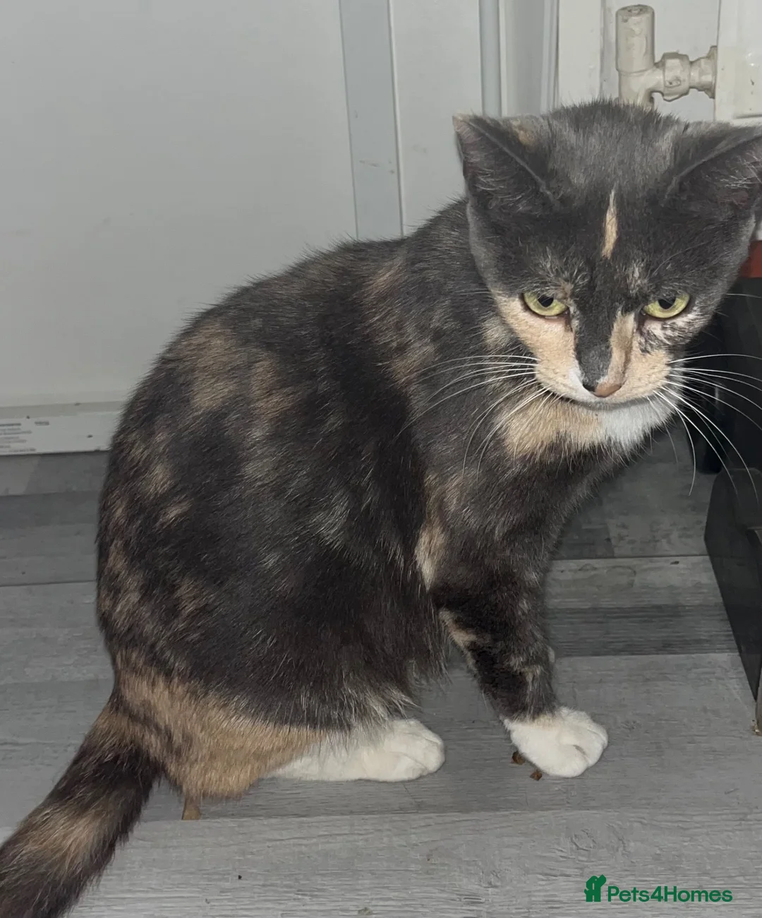Mixed Breed cats for sale: Siamese mixed breed lovely kittens in Milton Keynes - Advert 2