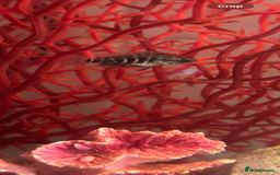 Cichlids fish for sale: Jaguar Cichlids (babies) - Image 3