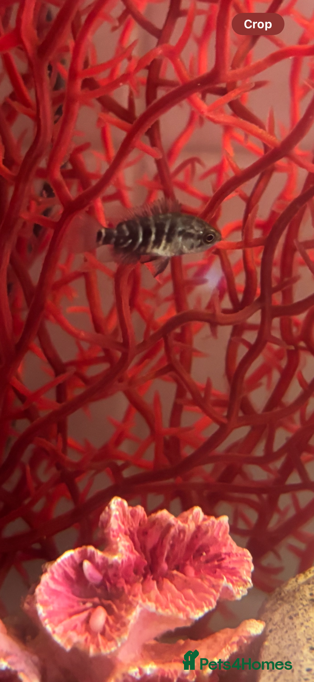 Cichlids fish for sale: Jaguar Cichlids (babies) - Image 3