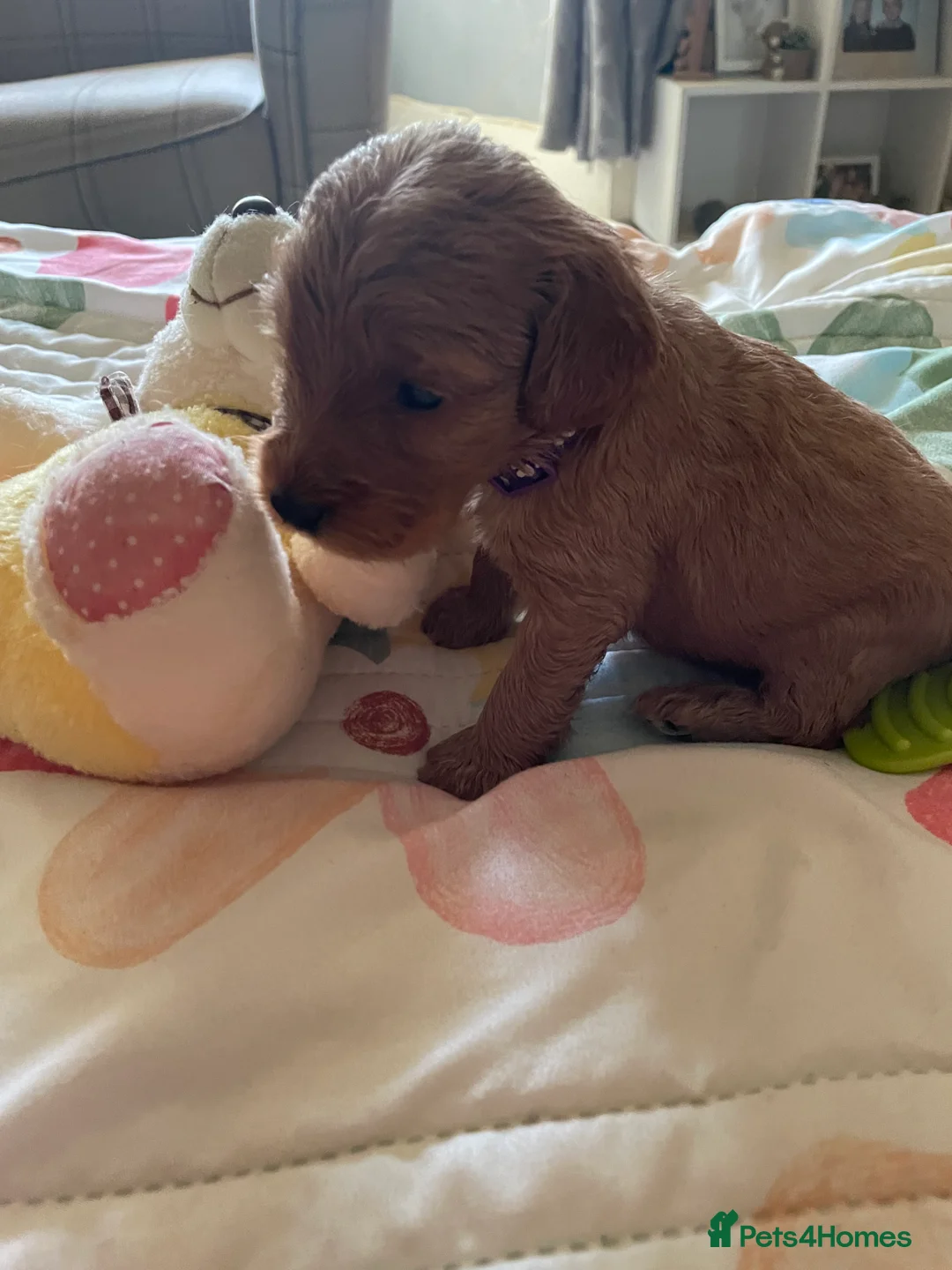 Cockapoo dogs for sale: *Health Tested through Parentage*F1 Cockapoo’s - Advert 2