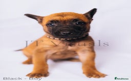 Belgian Shepherd Dog dogs for sale: Belgian malinois puppies - Image 11