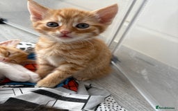 Domestic Shorthair cats for sale: Kittens looking for forever home.  - Image 6