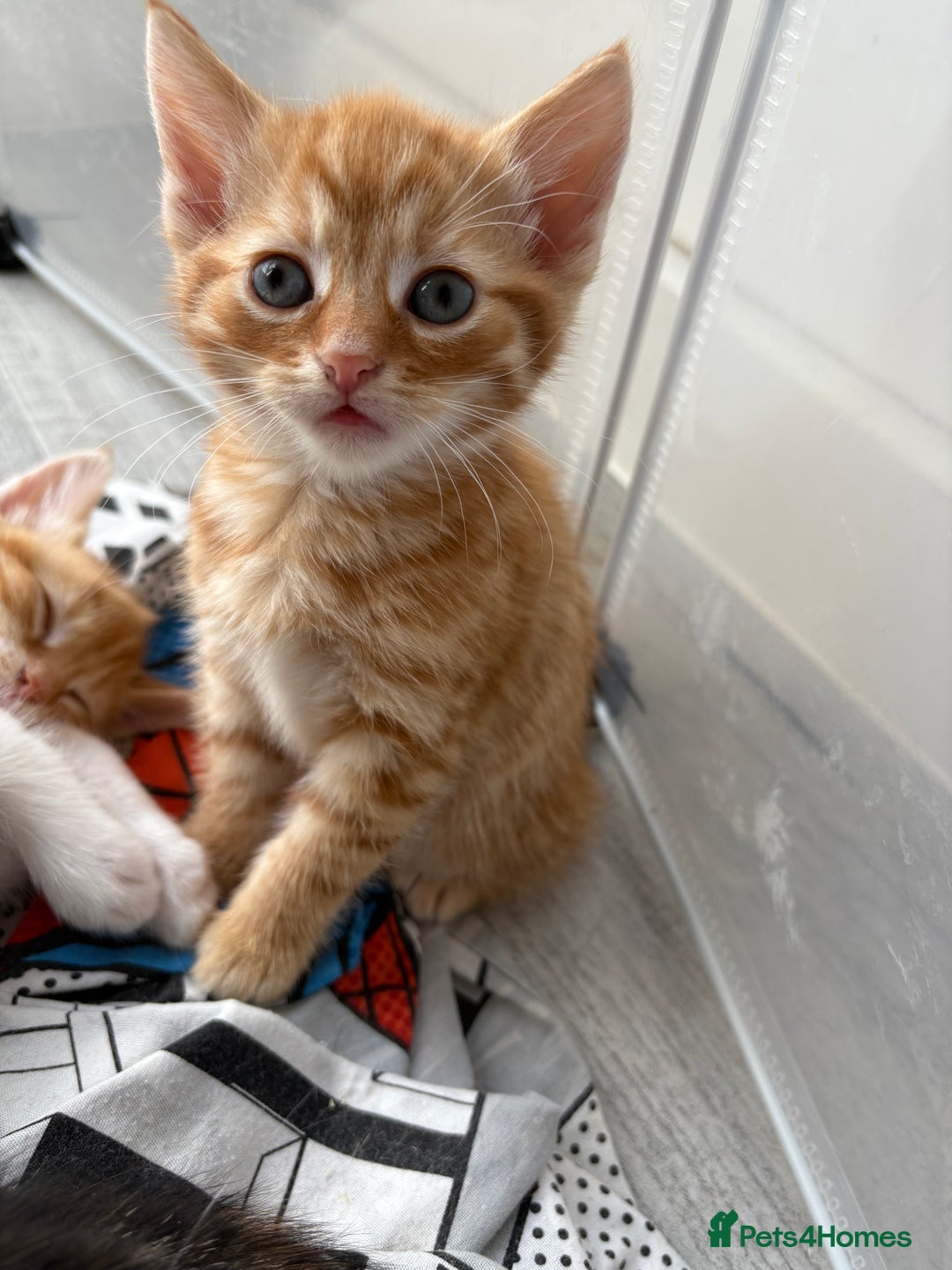 Domestic Shorthair cats for sale: Kittens looking for forever home.  - Image 6