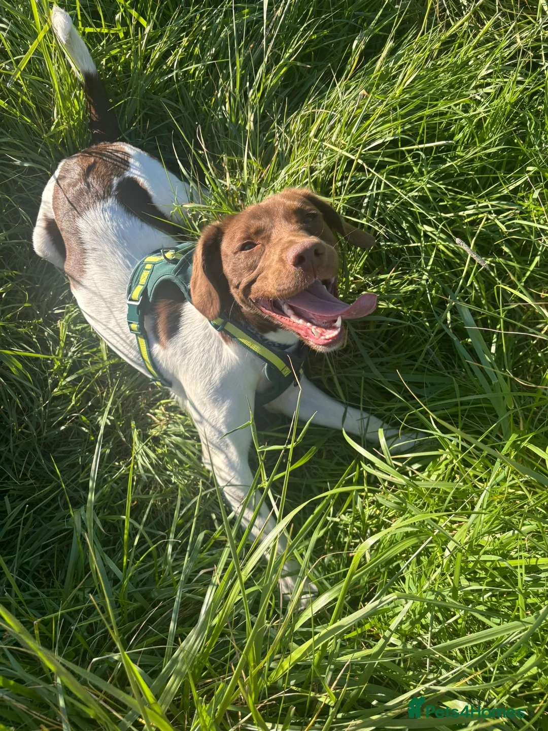 Mixed Breed dogs for sale: Bear  - Advert 1