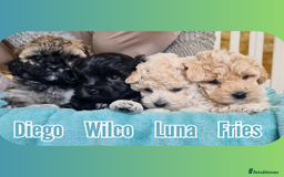 Maltipoo dogs for sale: Toy Maltipoos💫DNA Clear💫3GenPedigree💫PreTrained - Image 1