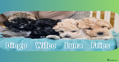 Maltipoo dogs - Advert 2