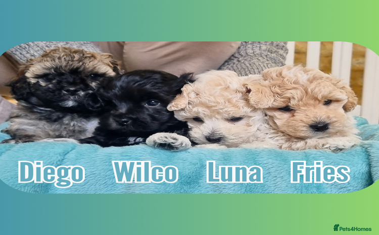 Maltipoo dogs - Advert 6