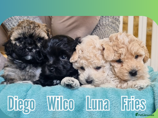 Maltipoo dogs - Advert 21
